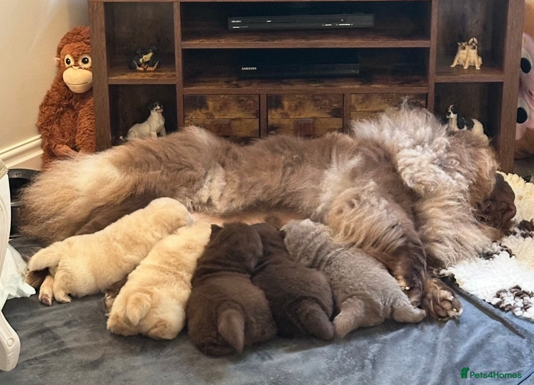 Chow Chow dogs for sale: Outstanding Baby Bears - Image 18