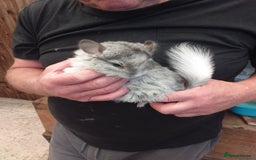 Chinchilla rodents for sale: Beautiful boys - Image 1