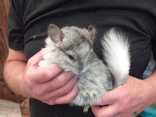 Chinchilla rodents - Advert 12