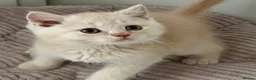 British Shorthair cats for sale: Pretty British Shorthair Kittens - Advert 6