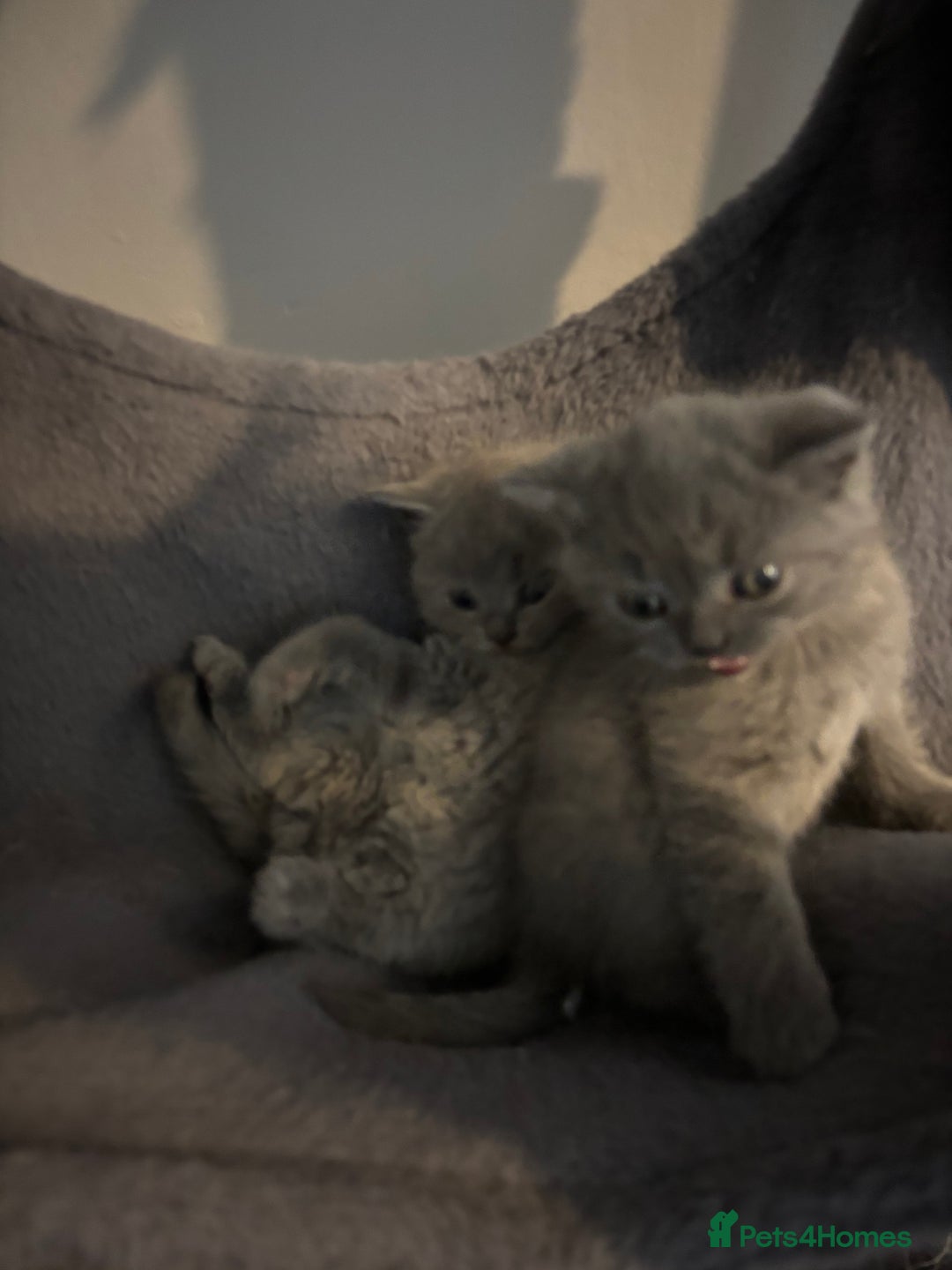 British Shorthair cats for sale: British short hair kittens  - Advert 11