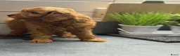 Cavapoo dogs for sale: Cavapoo males and female  - Advert 25