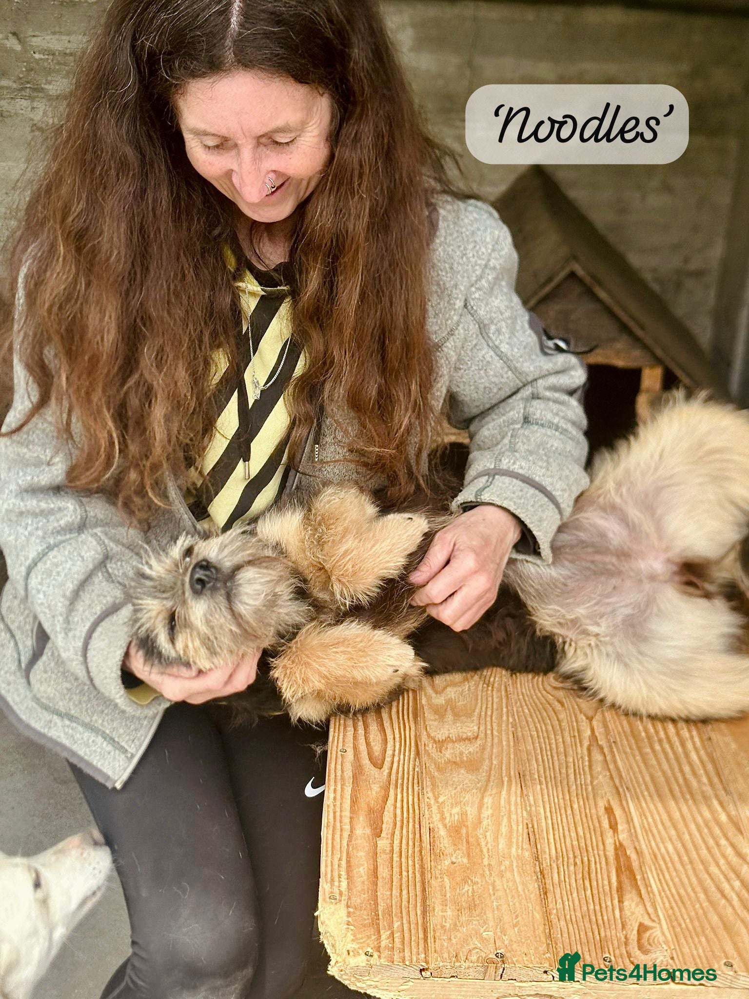 Mixed Breed dogs Noodle, 11 months approx. Available for adoption. - Advert 4