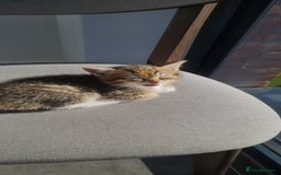 Mixed Breed cats for sale: 4 beautiful colourful coat kittens - Image 7