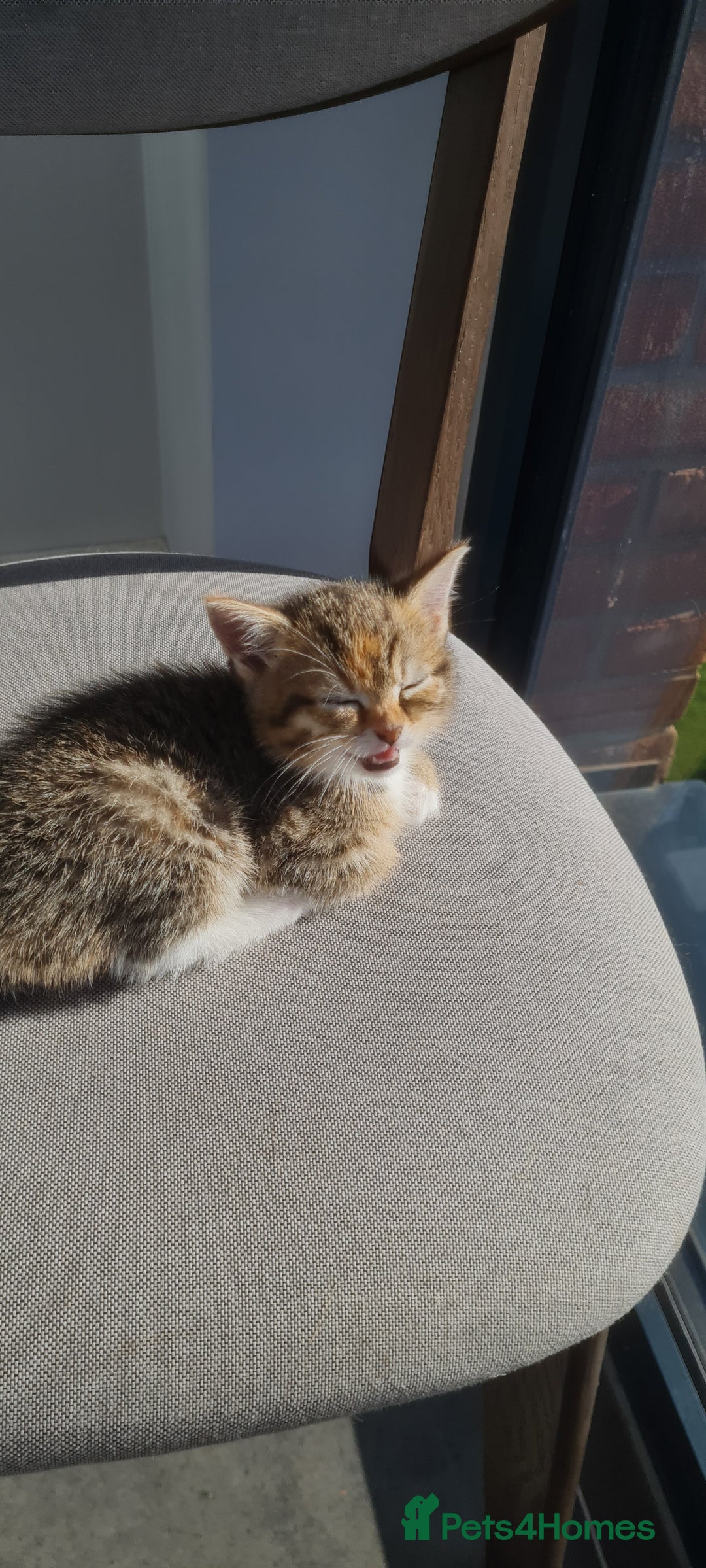 Mixed Breed cats for sale: 4 beautiful colourful coat kittens - Image 7