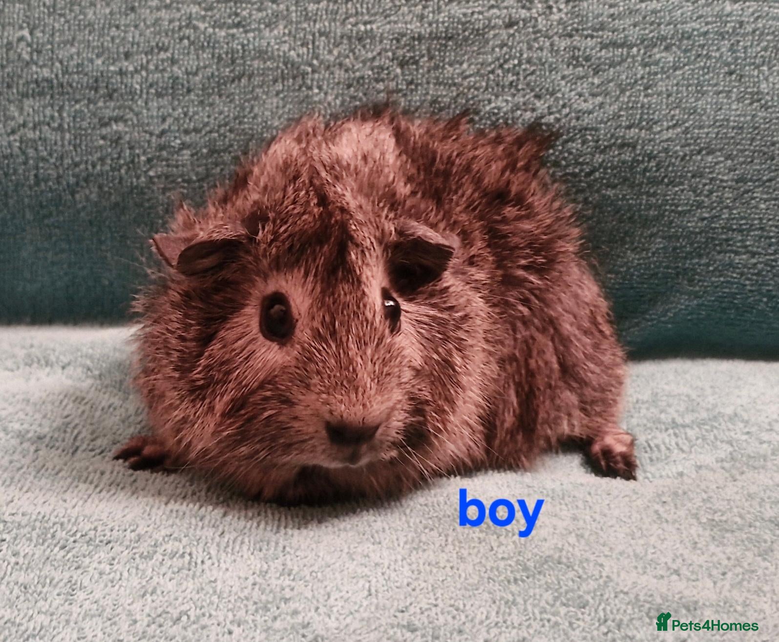 Guinea Pig rodents 1 boar & 1 sow baby pigs - Advert 14