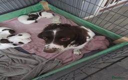 English Springer Spaniel dogs for sale: Springer spaniel puppies  - Advert 9