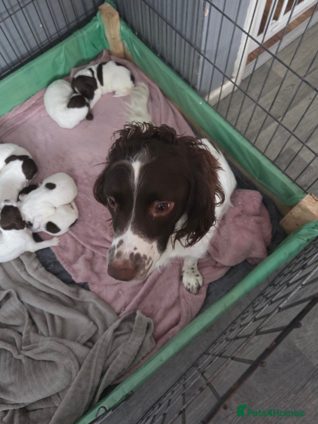 English Springer Spaniel dogs for sale: Springer spaniel puppies  - Advert 9