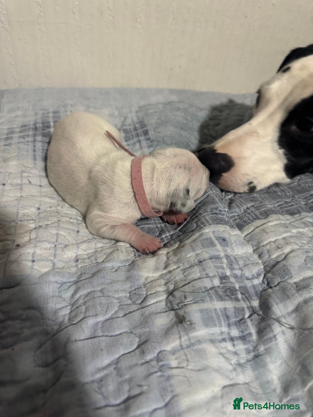 Dalmatian dogs for sale: KC Registered Dalmatian pups! - Advert 19