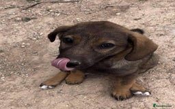 Mixed Breed dogs for sale: Mixed breed - Image 12