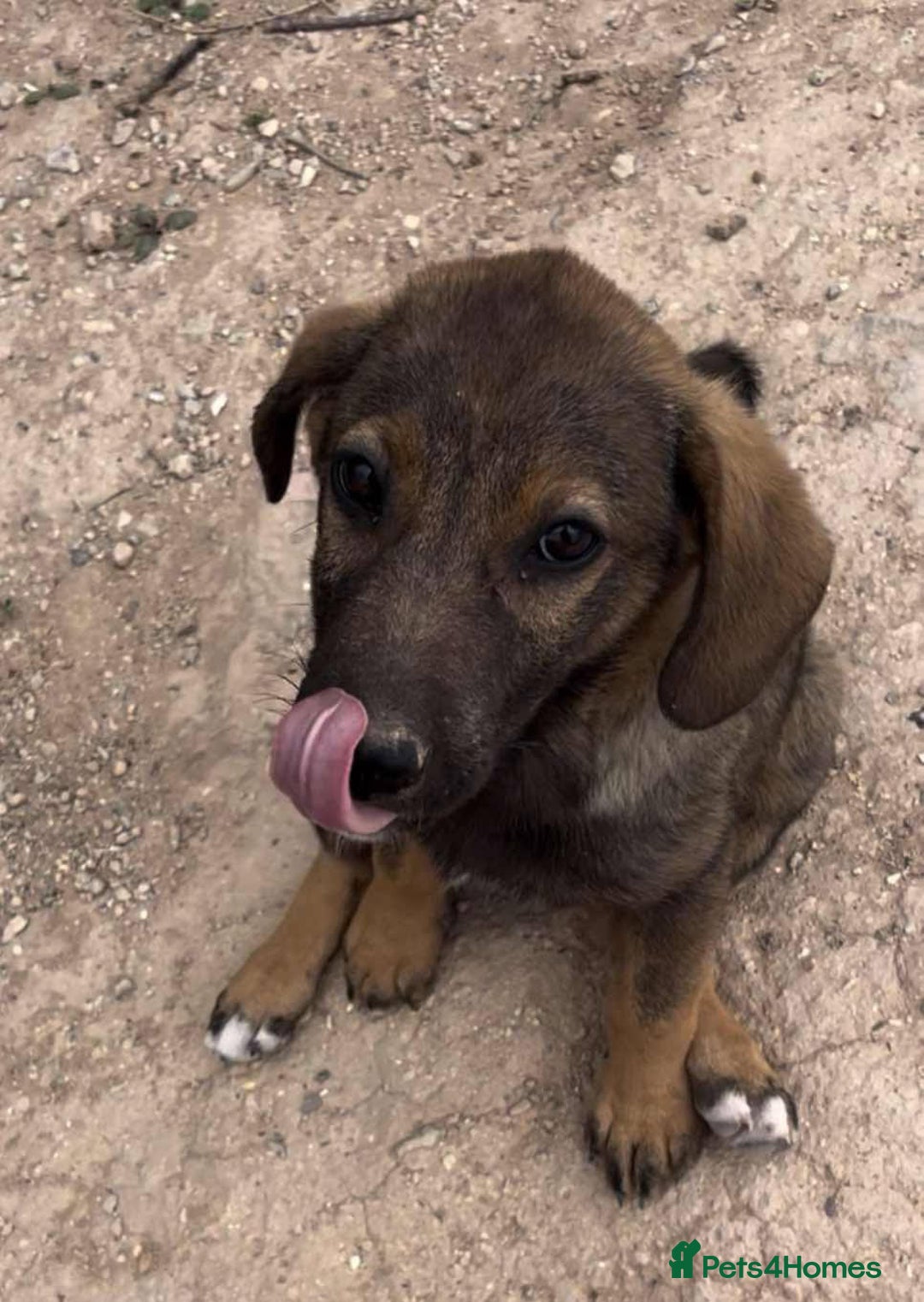 Mixed Breed dogs for sale: Mixed breed - Image 12
