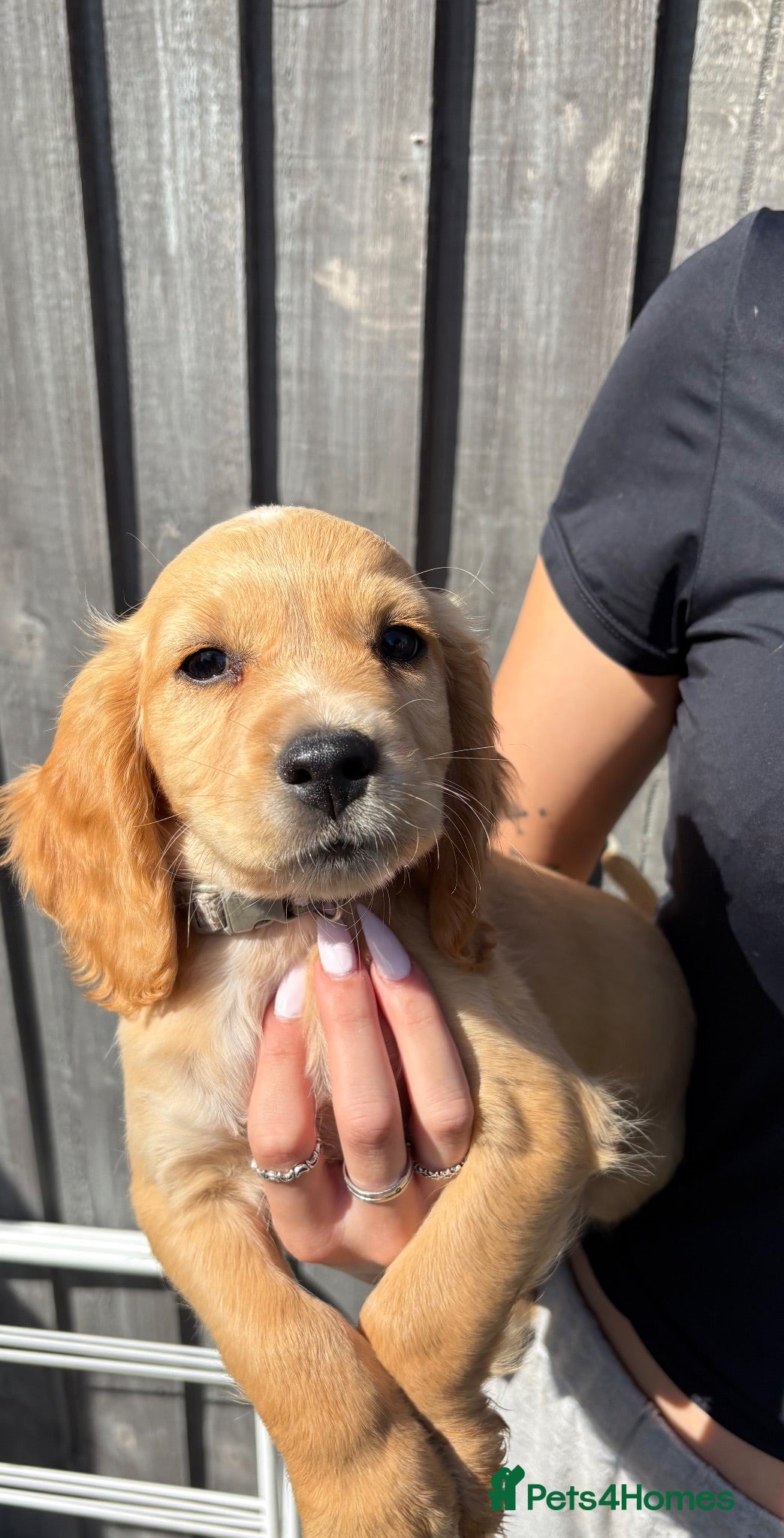 Cocker Spaniel dogs Working cocker spaniel puppies. Only one boy left. - Advert 14