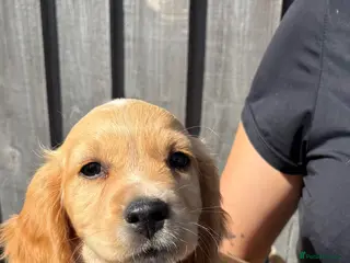 Cocker Spaniel dogs Working cocker spaniel puppies. Only one boy left. - Advert 14