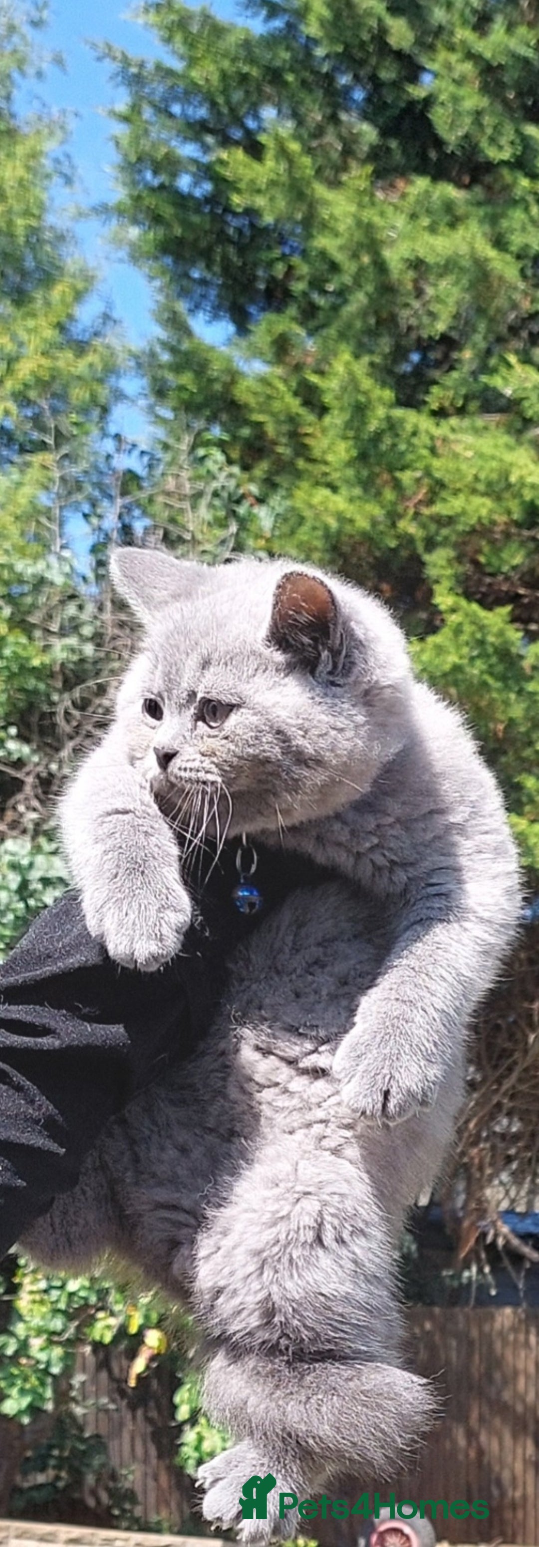 British Shorthair cats for sale: 💥CHAMPION💥SIRED💥🏆FEMALE😍🔥 in Dudley - Image 9
