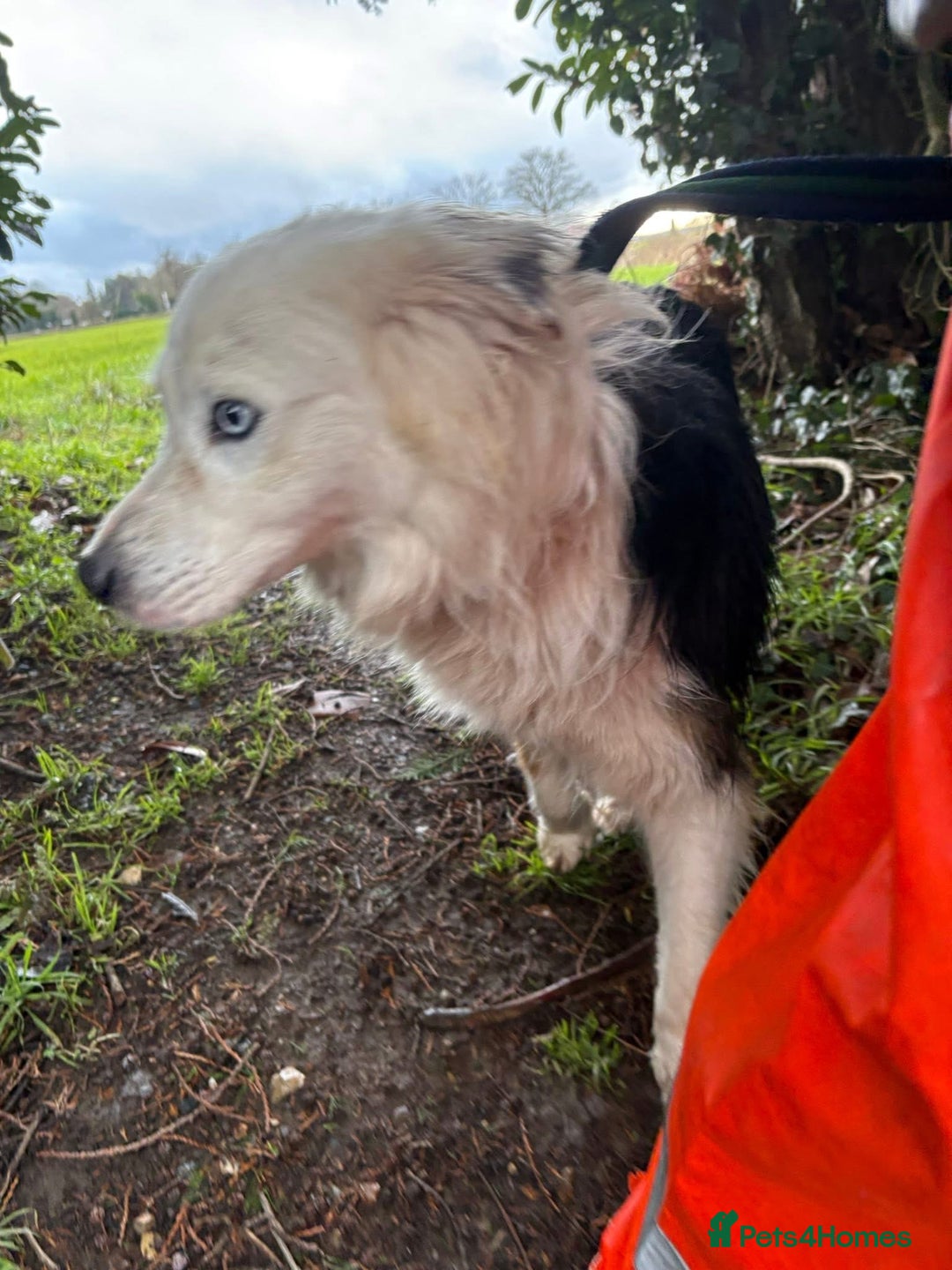 Border Collie dogs for adoption: Blue - Norwich Norfolk  - Advert 9