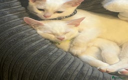 Mixed Breed cats for sale: Kittens  - Advert 12