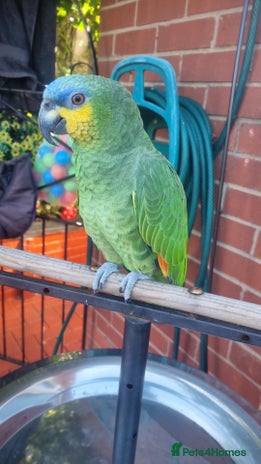 Parrots birds - Advert 18