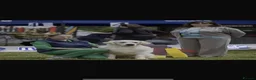 Goldador dogs for sale: Labrador Retriver fci champion golden retriever - Advert 20