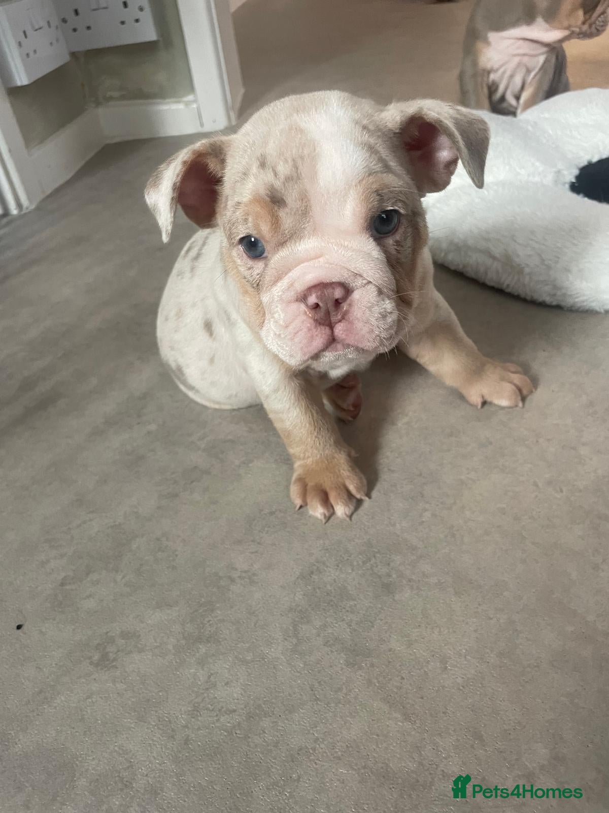 English Bulldog dogs Beautiful litter of English Bulldogs - Advert 2
