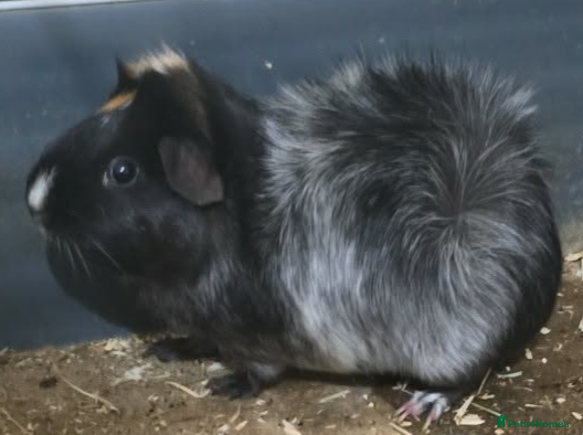 Guinea Pig rodents Guinea pig - Advert 1