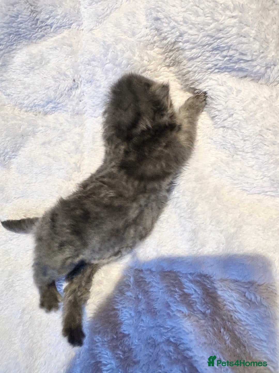 Maine Coon cats for sale: Main coon adorable kittens  - Advert 29