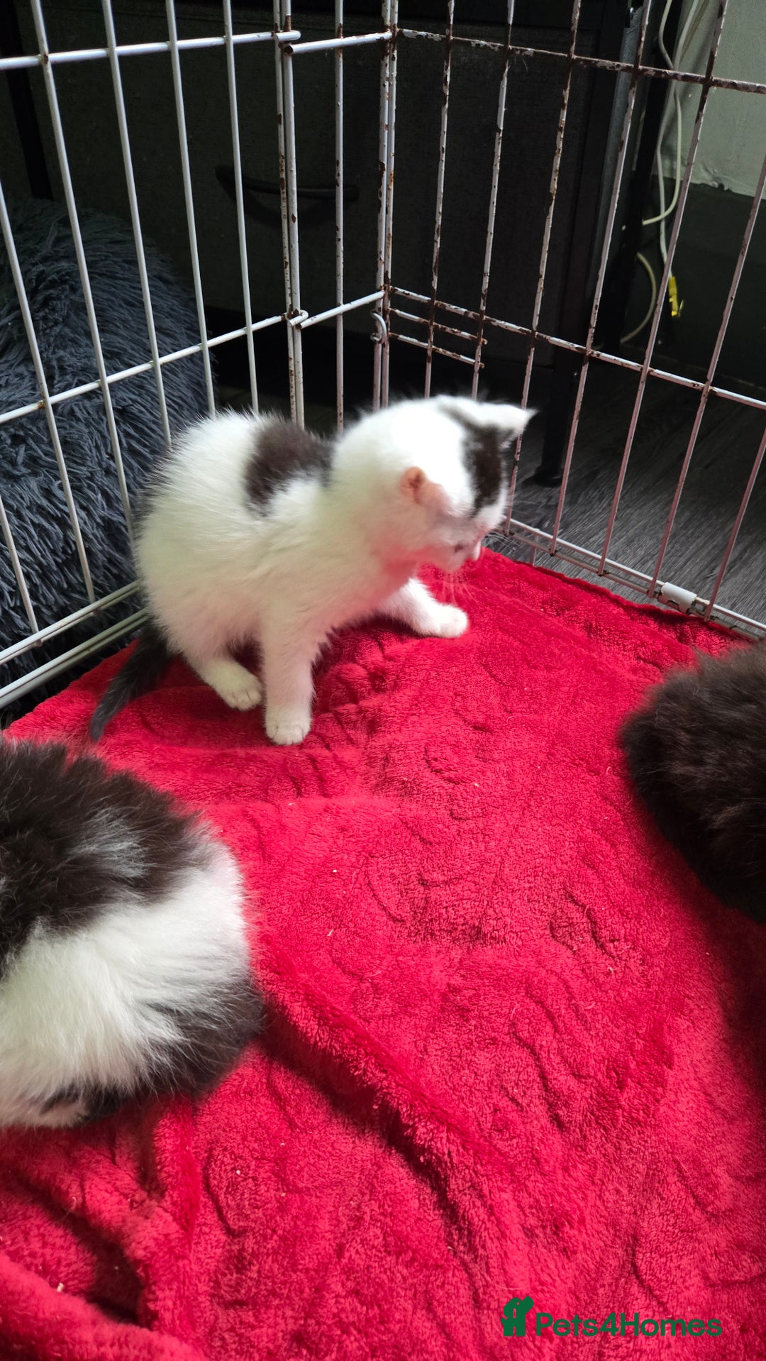 Mixed Breed cats for sale: Black/white male  - Advert 3