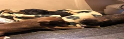 Mixed Breed dogs for sale: Beautiful bedlington whippet puppies in Basildon - Advert 2