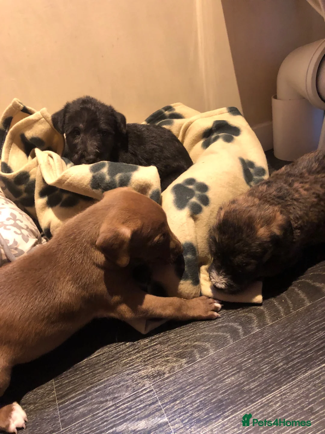 Mixed Breed dogs for sale: Beautiful bedlington whippet puppies in Basildon - Advert 2