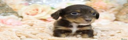 Miniature Dachshund dogs for sale: KC Longhair Miniature Dachshund Puppies - Advert 2