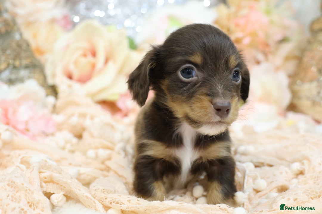 Miniature Dachshund dogs for sale: KC Longhair Miniature Dachshund Puppies - Advert 2