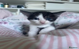Mixed Breed cats for sale: 3 beautiful boy kittens - Image 10
