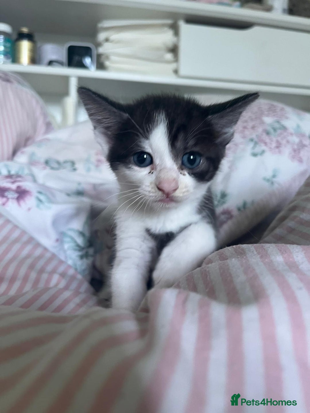 Mixed Breed cats for sale: 3 beautiful boy kittens - Image 10