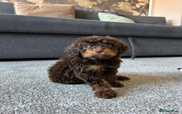 Cavapoo dogs for sale: 1 girl left 💕 f1b cavapoos ready now 🏡 - Image 28