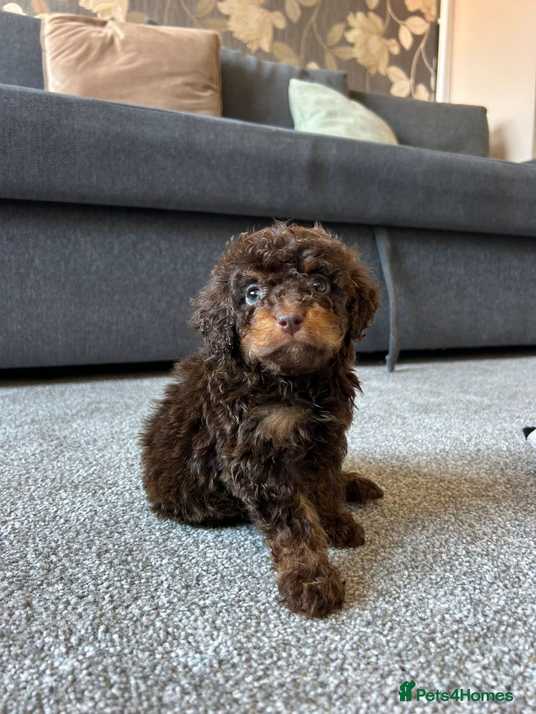 Cavapoo dogs for sale: 1 girl left 💕 f1b cavapoos ready now 🏡 - Image 28