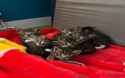 Mixed Breed cats for sale: Kittens lovely kittens  - Advert 11