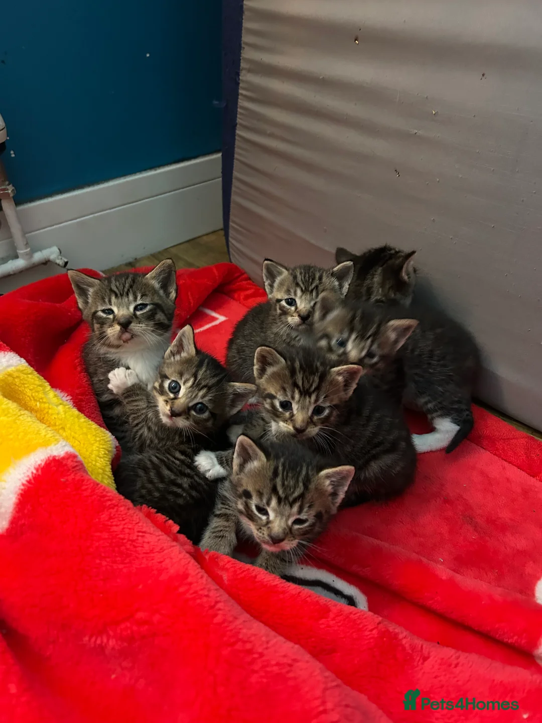 Mixed Breed cats for sale: 8 weeks old Kittens lovely kittens  - Advert 12