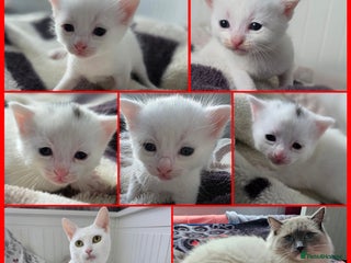 Mixed Breed cats Mixed kittens😻😽Ragdoll x domestic 🙀👌 - Advert 2