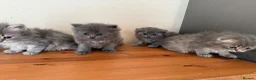 Scottish Fold cats for sale: Scottish fluffy kittens, ready for reservation  - Advert 24