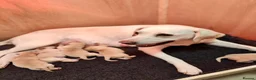 Labrador Retriever dogs for sale: Stunning, Well Bred Yellow Labrador Pups - Advert 10
