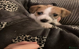 Jackapoo dogs for sale: @@GORGEOUS JACKAPOO PUPPIES@@ - Image 8