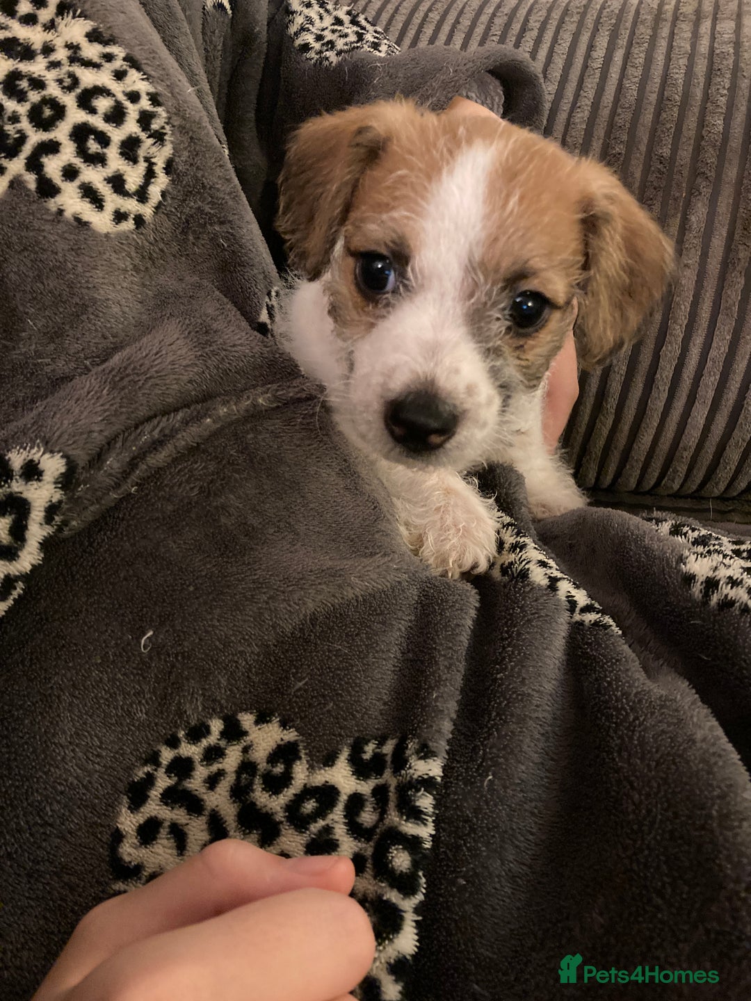 Jackapoo dogs for sale: @@GORGEOUS JACKAPOO PUPPIES@@ - Image 8
