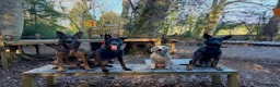 Mixed Breed dogs for sale: Security Dog for Sale  - Advert 8