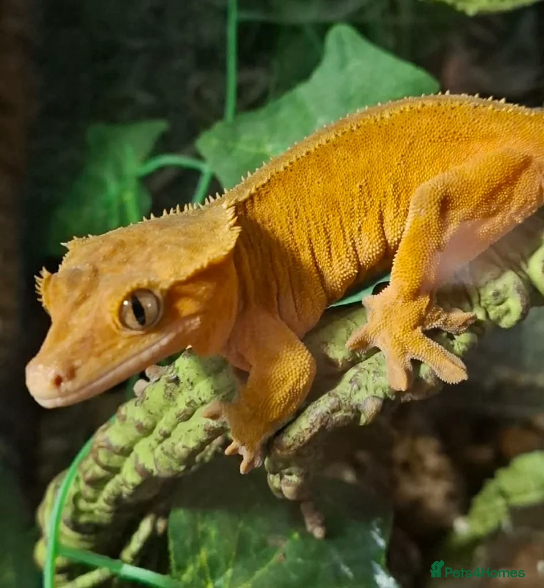 Gecko reptiles for sale: Crested geckos and full setups in Market Rasen - Advert 1