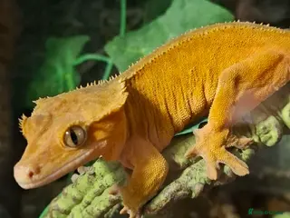 Gecko reptiles Crested geckos and full setups in Market Rasen - Advert 1