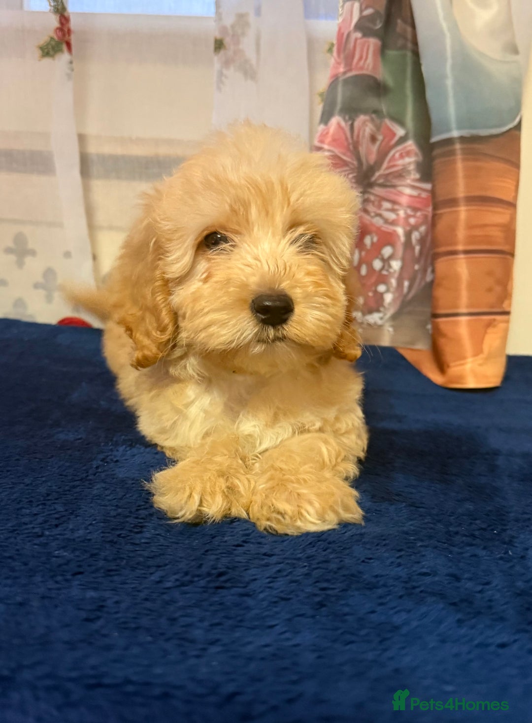 Cockapoo dogs for sale: Someone let me down ready to go🏚️ - Advert 3
