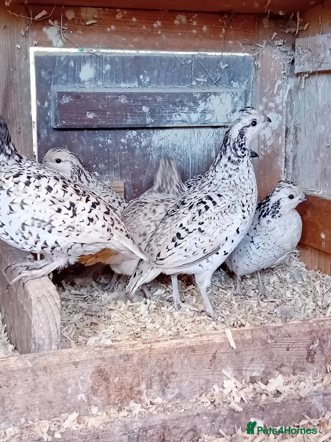 Quail poultry for sale: Snowflake Bobwhite Quail TRIO for sale - Advert 14