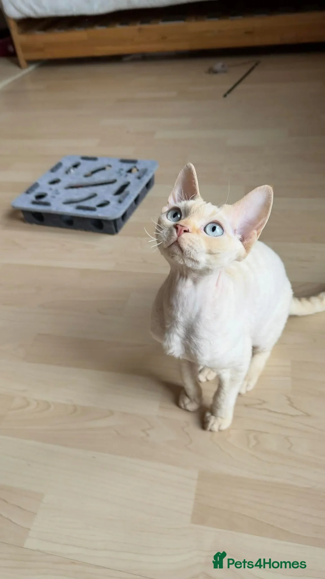 Devon Rex cats for stud: Blue eyed boy  - Advert 2
