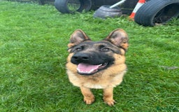 German Shepherd dogs for sale: Stunning male German shepherd pup  - Advert 1