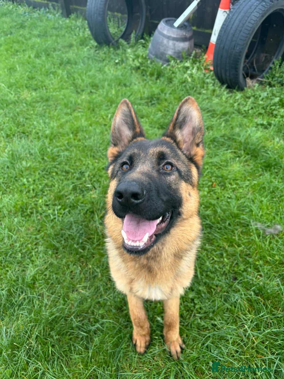 German Shepherd dogs for sale: Stunning male German shepherd pup  - Advert 1
