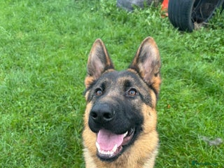 German Shepherd dogs Stunning male German shepherd pup - Advert 9